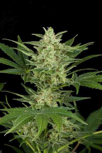 Critical Jack Herer Auto > Delicious Seeds | Semillas autoflorecientes  |  Sativa